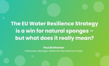 The EU Water Resilience Strategy is a win for natural sponges – but what does it really mean?