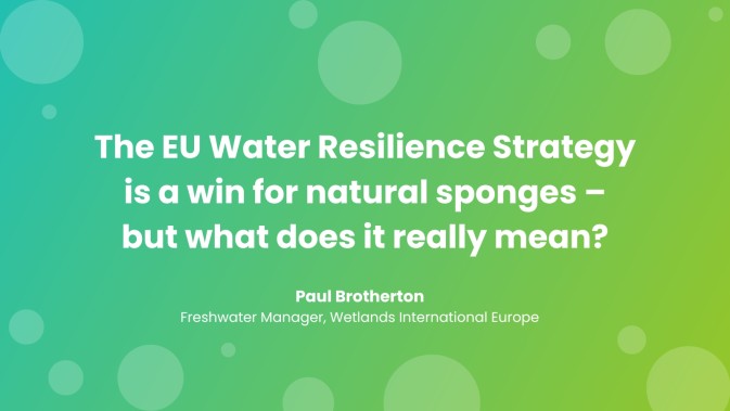 The EU Water Resilience Strategy is a win for natural sponges – but what does it really mean?
