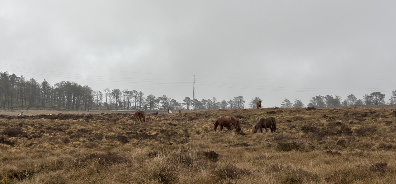 Serra do Xistral Peatlands