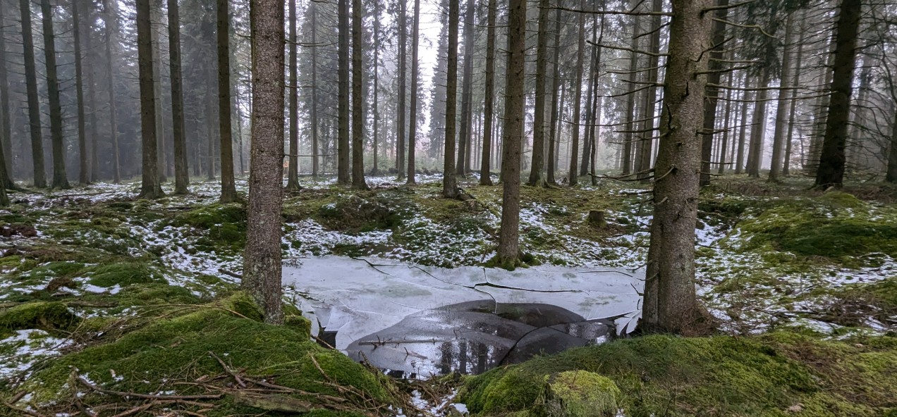 Schneifel