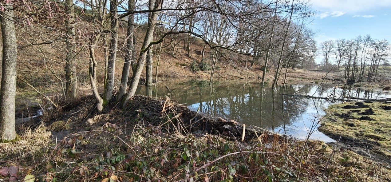 Schneifel